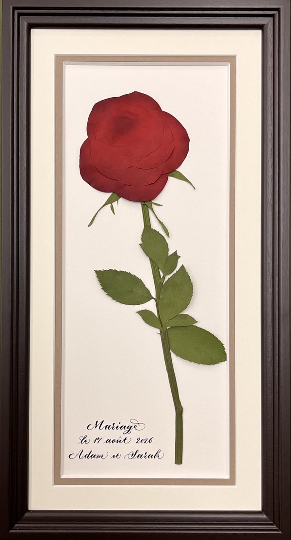薔薇1本をドゥミカレの額に納めた押し花